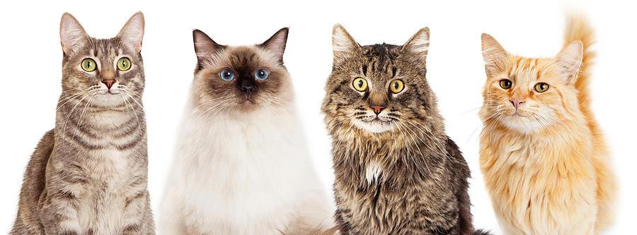 Cheap cat shirts deals
